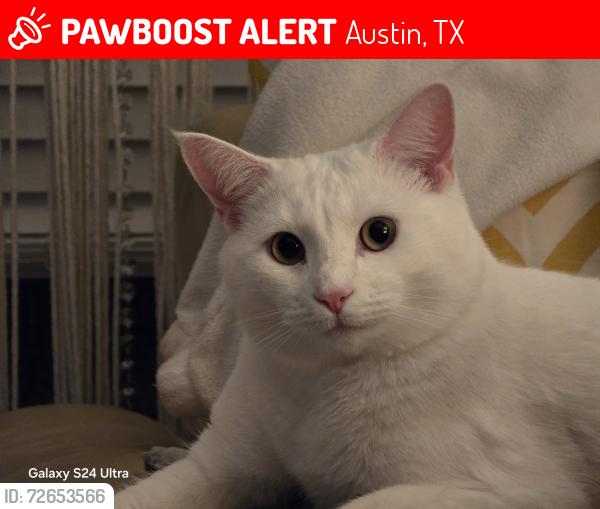 Lost Female Cat last seen Near Firethorn Ln , Austin, TX 78750