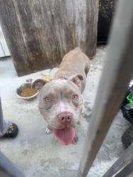 Found/Stray Female Dog last seen International, Oakland, CA 94621