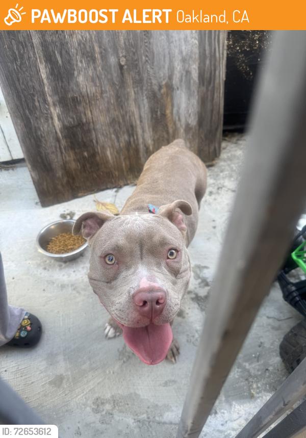 Found/Stray Female Dog last seen International, Oakland, CA 94621