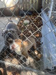 Found/Stray Female Dog last seen hmstd park, Homestead, FL 33030