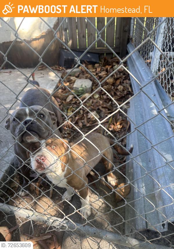 Found/Stray Female Dog last seen hmstd park, Homestead, FL 33030