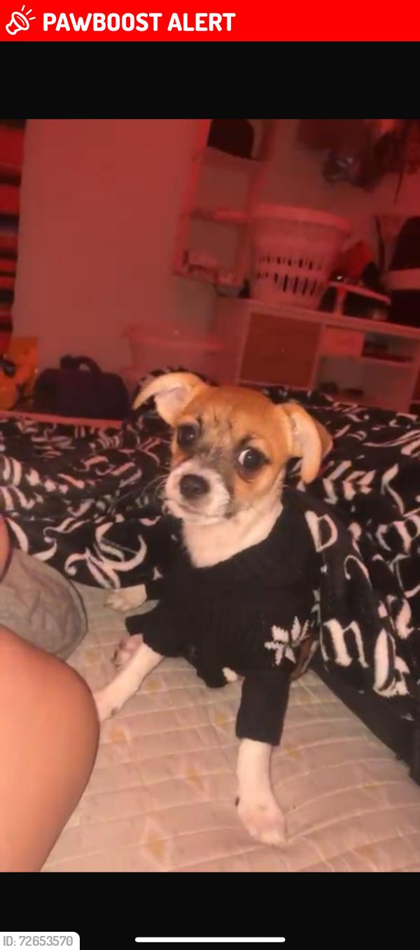 Lost Male Dog last seen Marna Ln , North Fort Myers, FL 33917