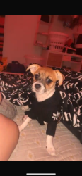 Lost Male Dog last seen Marna Ln , North Fort Myers, FL 33917