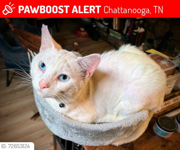 Lost Male Cat last seen Elder Mountain Road, Chattanooga, TN 37419