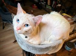 Lost Male Cat last seen Elder Mountain Road, Chattanooga, TN 37419