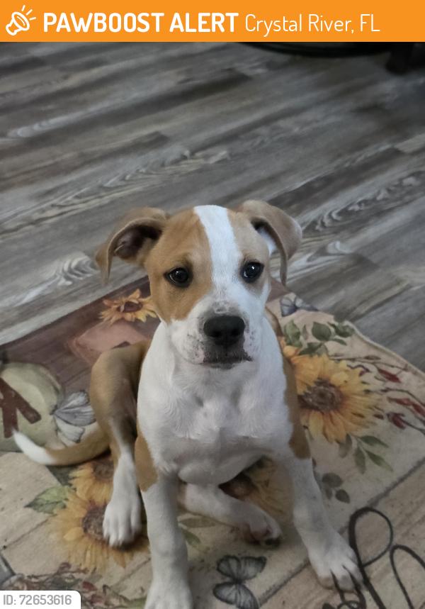 Found/Stray Male Dog last seen HOLIDAY DRIVE, Crystal River, FL 34428