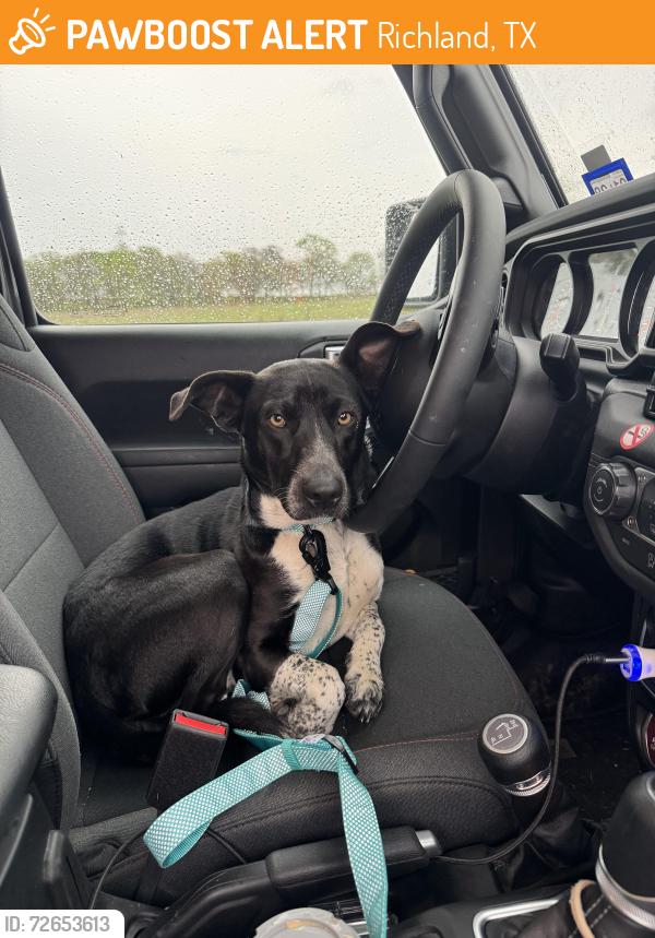 Found/Stray Female Dog last seen West Main Street , Richland, TX 76681