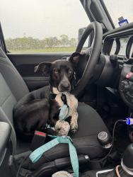 Found/Stray Female Dog last seen West Main Street , Richland, TX 76681