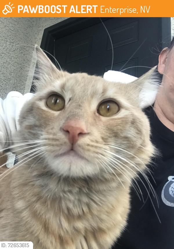 Found/Stray Male Cat last seen Decatur and Pile, Enterprise, NV 89141