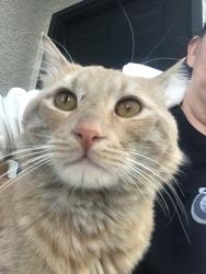 Found/Stray Male Cat last seen Decatur and Pile, Enterprise, NV 89141
