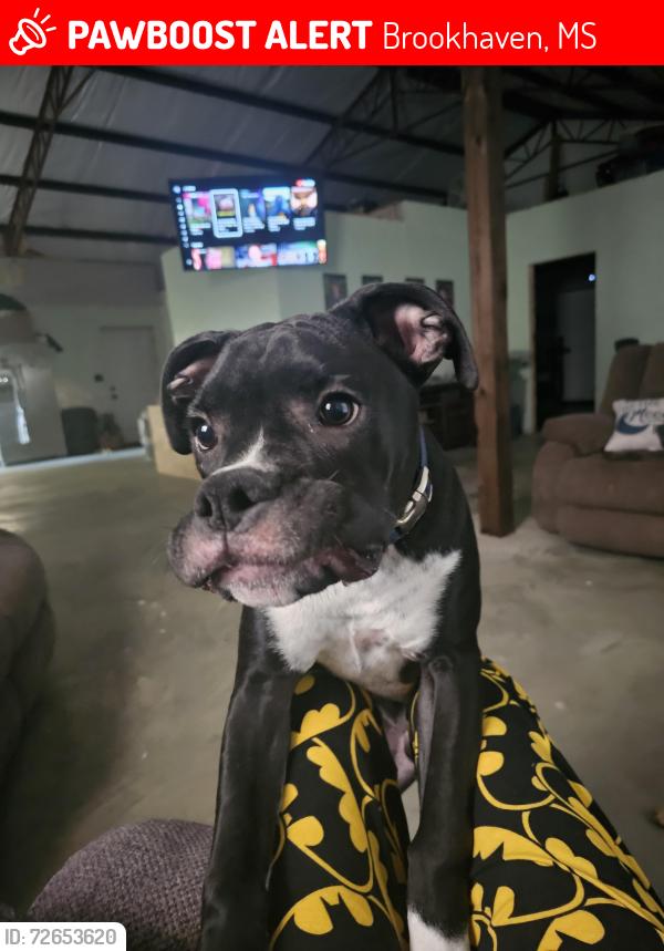 Lost Male Dog last seen Near smith lake rd n.e Brookhaven ms , Brookhaven, MS 39601