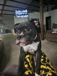 Lost Male Dog last seen Near smith lake rd n.e Brookhaven ms , Brookhaven, MS 39601