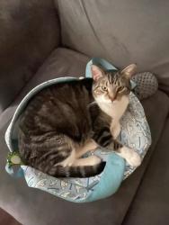 Lost Male Cat last seen 81st/91st and Aspen/Elm, Broken Arrow, OK 74012