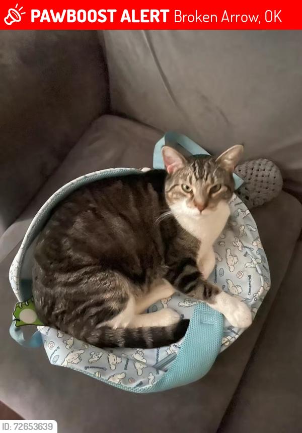 Lost Male Cat last seen 81st/91st and Aspen/Elm, Broken Arrow, OK 74012