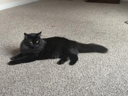 Lost Female Cat last seen Post office, Lyndon, KY 40222