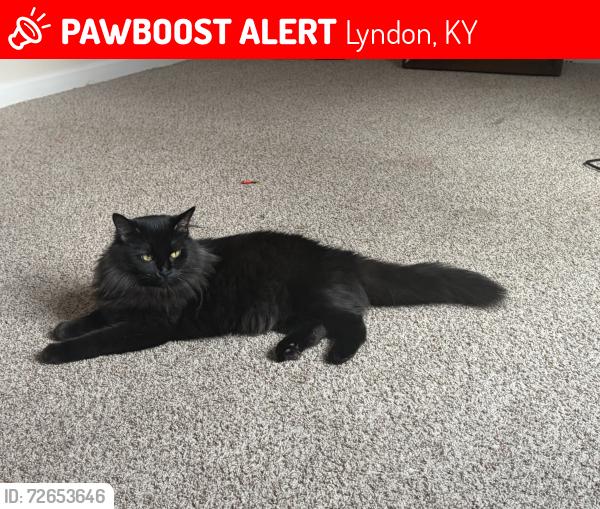 Lost Female Cat last seen Post office, Lyndon, KY 40222
