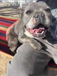 Found/Stray Female Dog last seen Newmont Avenue , Lake Los Angeles, CA 93535