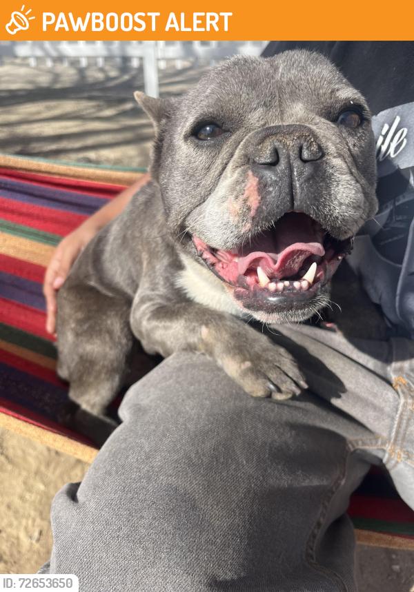 Found/Stray Female Dog last seen Newmont Avenue , Lake Los Angeles, CA 93535
