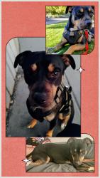 Lost Male Dog last seen B/W Recker & Power, S of Ray Rd -  Gateway Pointe Elementary School, Gilbert, AZ 85295
