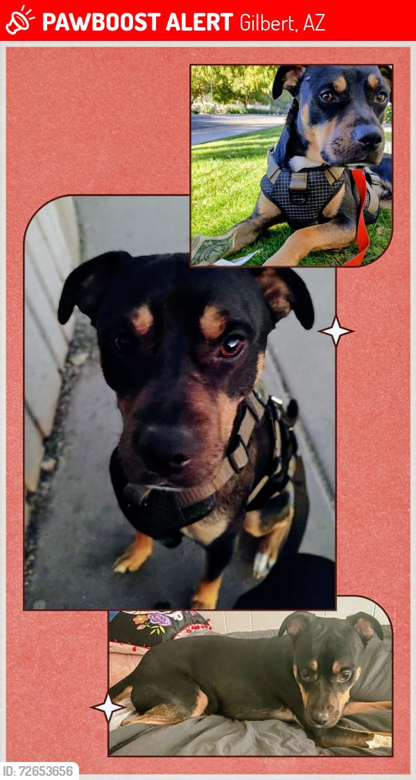 Lost Male Dog last seen B/W Recker & Power, S of Ray Rd -  Gateway Pointe Elementary School, Gilbert, AZ 85295