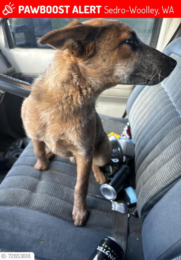 Lost Male Dog last seen Marleen way , Sedro-Woolley, WA 98284