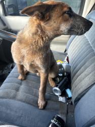 Lost Male Dog last seen Marleen way , Sedro-Woolley, WA 98284