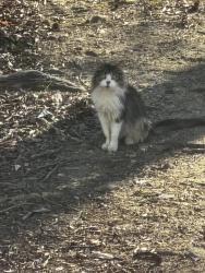 Found/Stray Unknown Cat last seen Wyatt rd in Ray Clark Trailer park , Green Level, NC 27217