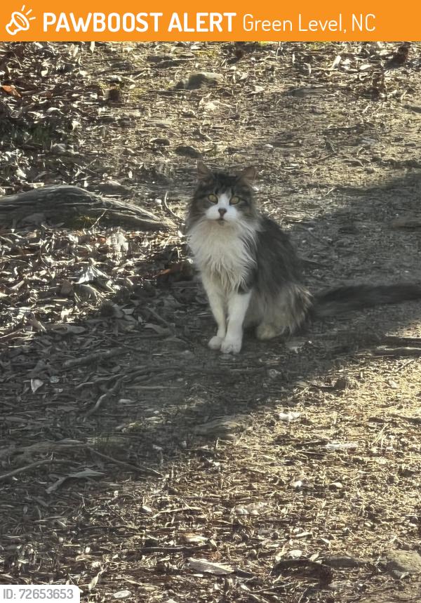 Found/Stray Unknown Cat last seen Wyatt rd in Ray Clark Trailer park , Green Level, NC 27217