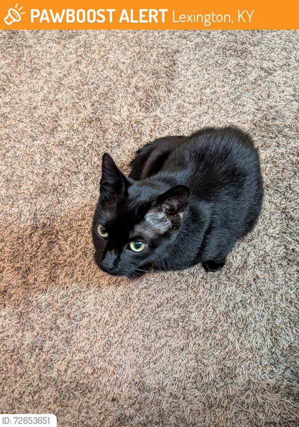 Found/Stray Female Cat last seen James Motor Company, MAA Lakepointe, Lexington, KY 40502