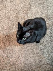 Found/Stray Female Cat last seen James Motor Company, MAA Lakepointe, Lexington, KY 40502
