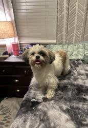 Found/Stray Female Dog last seen Ponderosa Forest, Houston, TX 77090