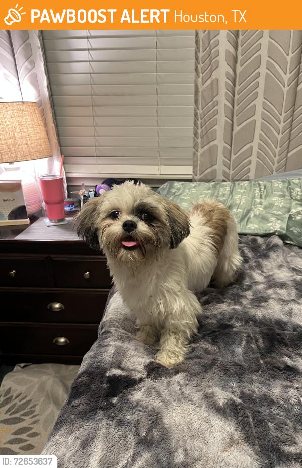 Found/Stray Female Dog last seen Ponderosa Forest, Houston, TX 77090