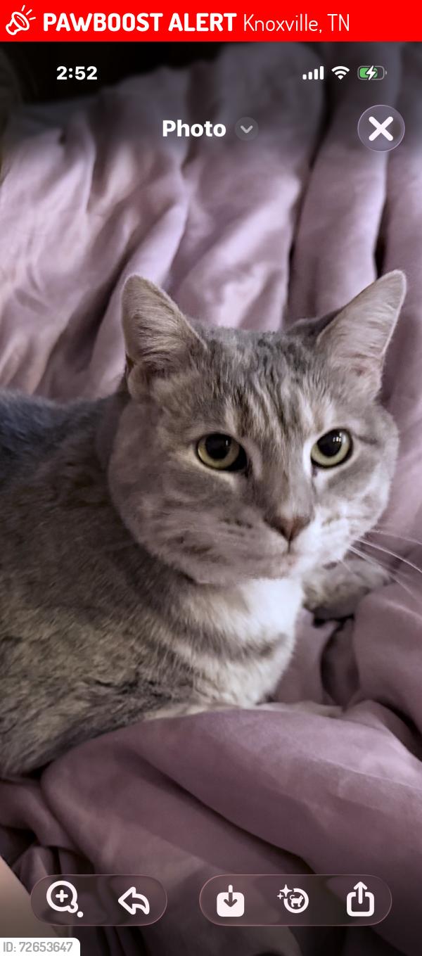 Lost Female Cat last seen Cambridge Woods Ln, Knoxville, TN 37923