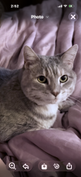 Lost Female Cat last seen Cambridge Woods Ln, Knoxville, TN 37923