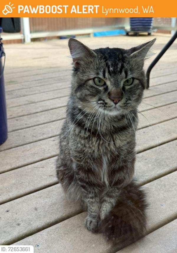 Found/Stray Male Cat last seen 186th St SW and 64th Ave W, Lynnwood, WA 98037