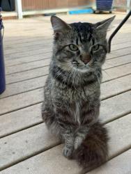 Found/Stray Male Cat last seen 186th St SW and 64th Ave W, Lynnwood, WA 98037