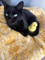 Lost Female Cat last seen Magnolia Gardens Aparment , New Orleans, LA 70126