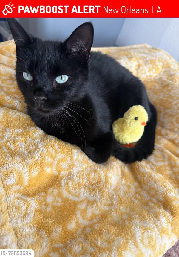 Lost Female Cat last seen Magnolia Gardens Aparment , New Orleans, LA 70126