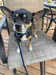 Found/Stray Male Dog last seen Live oak way, Taylors, SC 29687