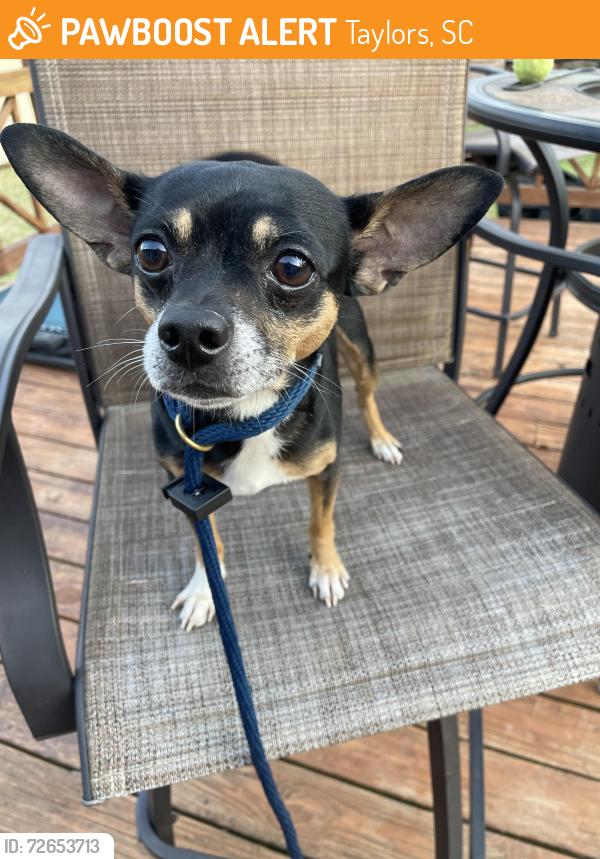 Found/Stray Male Dog last seen Live oak way, Taylors, SC 29687