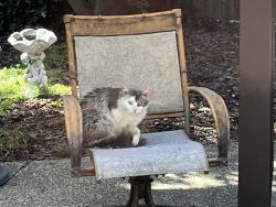 Found/Stray Unknown Cat last seen Stabbing, Rudgwick near Elliott park, Roseville, CA 95747