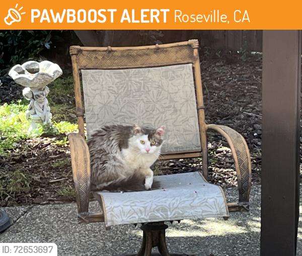 Found/Stray Unknown Cat last seen Stabbing, Rudgwick near Elliott park, Roseville, CA 95747