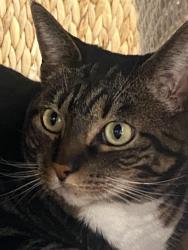 Lost Female Cat last seen Brookswood, Bend, OR 97702