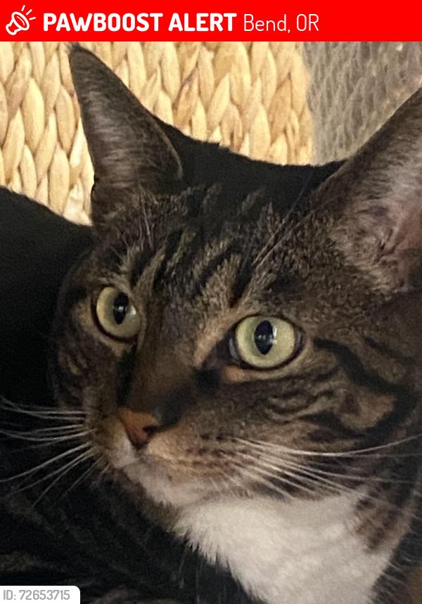 Lost Female Cat last seen Brookswood, Bend, OR 97702