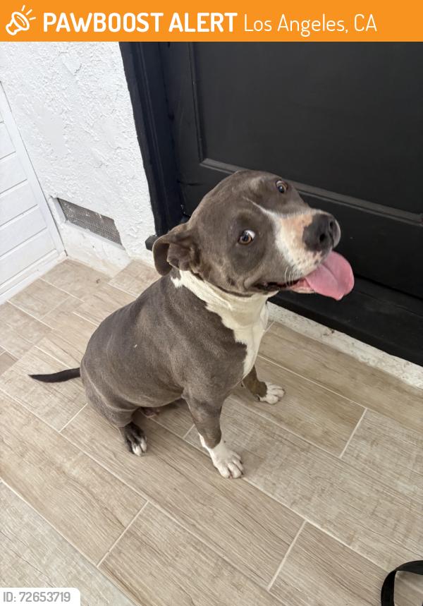 Found/Stray Female Dog last seen Shirley elementary school in Reseda, Los Angeles, CA 91335