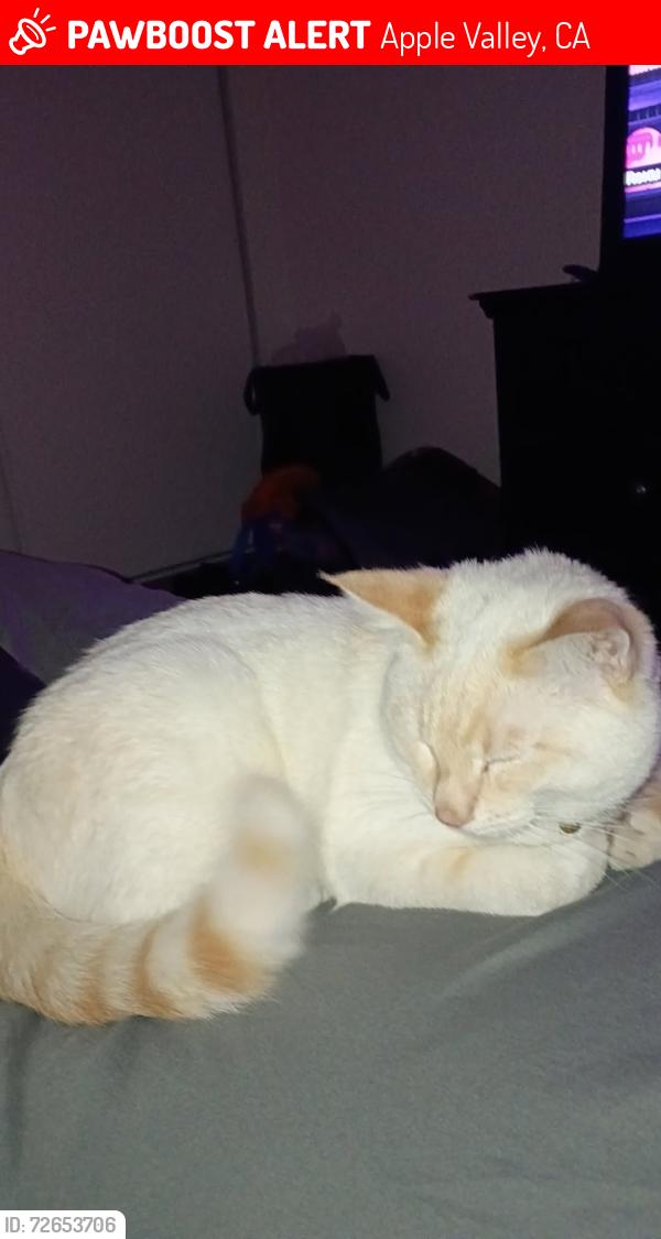 Lost Male Cat last seen Near nisqually rd, Apple Valley, CA 92308