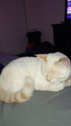 Lost Male Cat last seen Near nisqually rd, Apple Valley, CA 92308