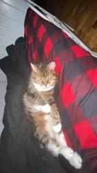 Lost Female Cat last seen Ruelle, Montréal, QC H1X 2H8