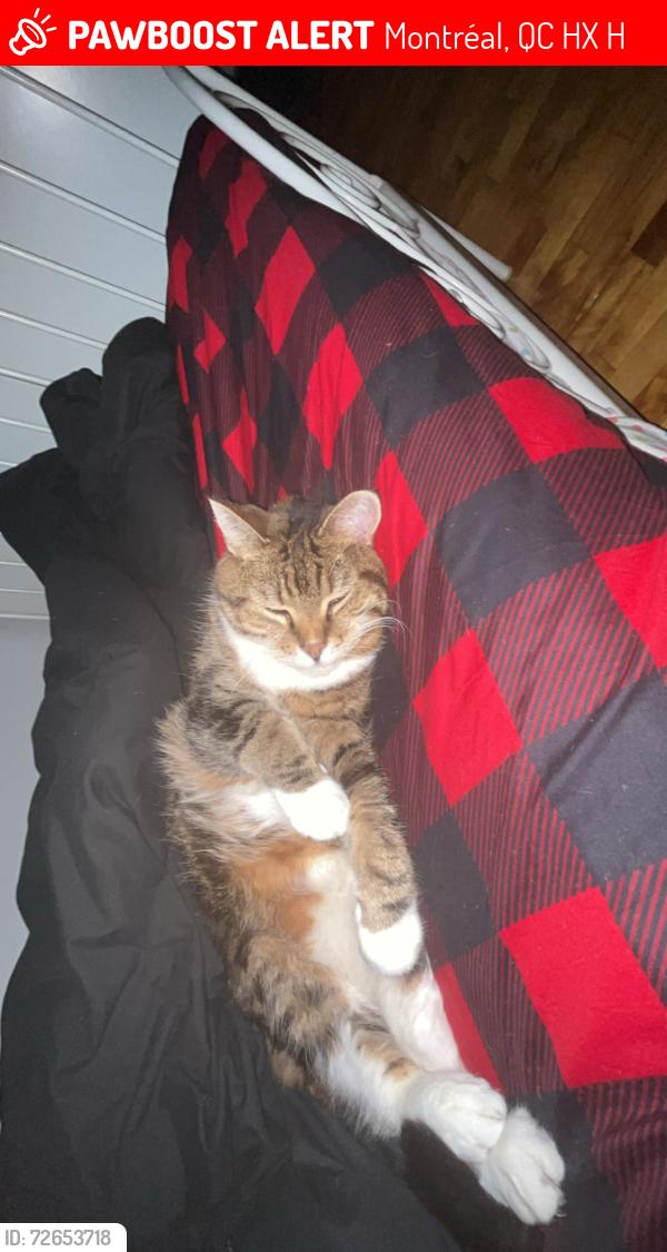 Lost Female Cat last seen Ruelle, Montréal, QC H1X 2H8