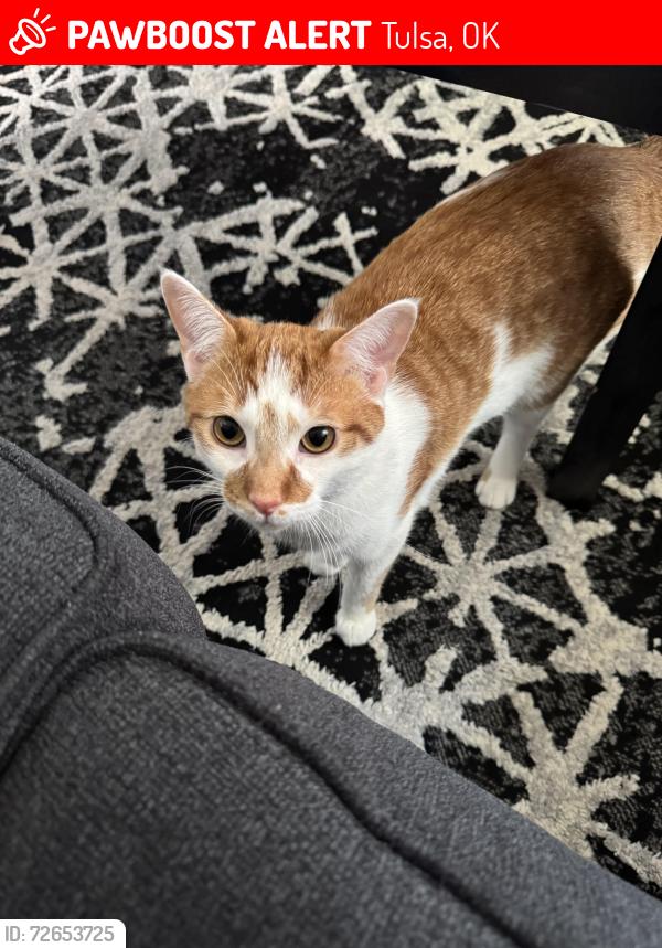 Lost Male Cat last seen Near 3625 S Elwood Ave, Tulsa, OK 74107, Tulsa, OK 74107